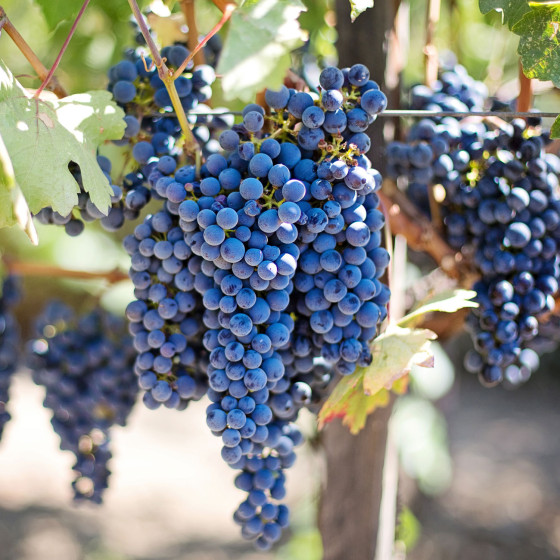 REVEPOXY STOCKAGE VIN - peinture alimentaire cuve béton ou acier contenant vin ou liquides alcoolisés