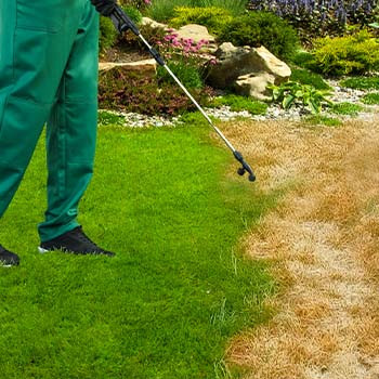 Peinture Pelouse, Gazon